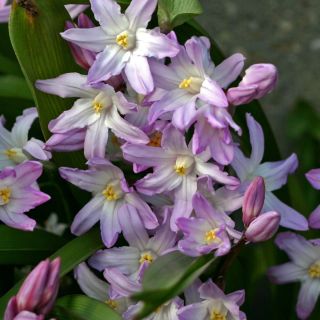 Śnieżnik - Chionodoxa forbesii Pink Giant - 10 cebulek
