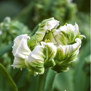Tulipan papuzi Super Parrot - op. 5 cebulek
