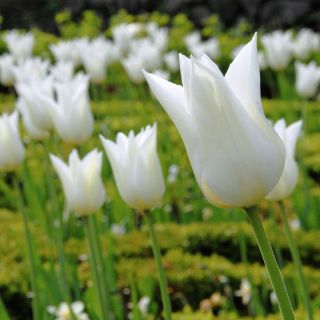 Tulipan White Wings - 5 cebulek