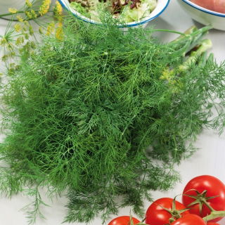 Koper ogrodowy Szmaragd - 100 gram - 65000 nasion