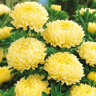 Aster chiński peoniowy żółty - 500 nasion