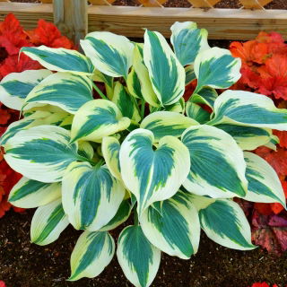 Funkia - Hosta Blue Ivory - 1 kłącze