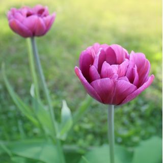 Tulipan Negrita Double - opak. 5 szt.
