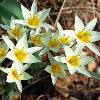 Tulipan Turkestanica - opak. 5 szt.