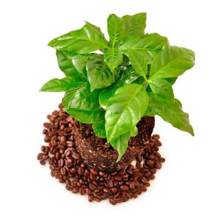 Kawa arabska - 6 nasion