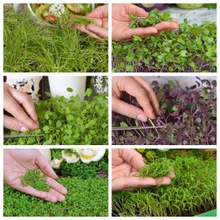Microgreens - Spring breakfast - nasiona idealne jako dodatek do śniadania - zestaw 6 szt. + pojemnik do uprawy