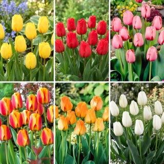 Tulipany Darwina - zestaw najciekawszych odmian - 60 szt.
