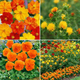 Juicy Orange - zestaw 3 odmian nasion kwiatów