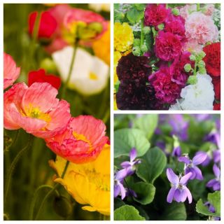 Letnia Nadzieja - zestaw 3 odmian nasion kwiatów