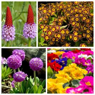 Pierwiosnek - zestaw 4 odmian nasion kwiatów