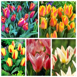 Tulipan niski - zestaw nietuzinkowych odmian - 50 szt.
