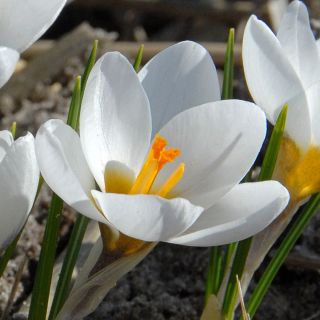 Krokus Ard Schenk - duża paczka! - 200 szt.