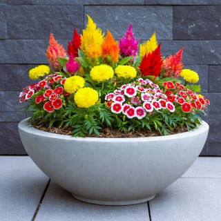 Aksamitka, gożdzik chiński i celozja pierzasta - zestaw 3 gatunków nasion