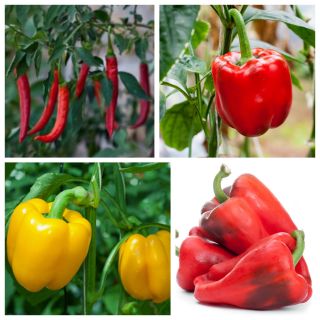 Pepper Mix - zestaw 2 - 4 odmiany nasion