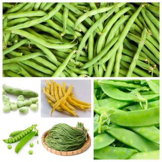 Warzywa strączkowe - zestaw 1 - 6 gatunków nasion