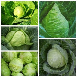 Kapusta głowiasta biała - Zestaw 2 - 5 odmian nasion warzyw