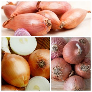 Cebula szalotka - zestaw 3 odmian nasion warzyw