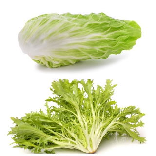 Cykoria - zestaw 4 odmian nasion warzyw