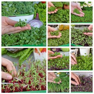 Microgreens - Bomba witaminowa - nasiona na dobre zdrowie - zestaw 10 szt. + pojemnik do uprawy