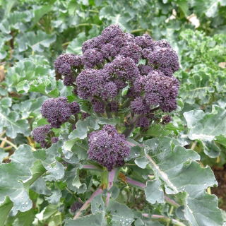 Brokuł Early Purple Sprouting