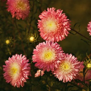 Aster chiński książęcy Niusia