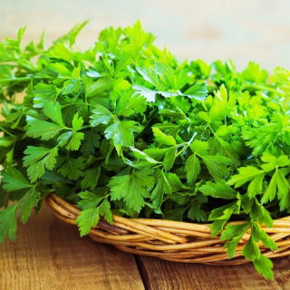 Pietruszka naciowa Natalka - gładkie i aromatyczne liście - 3000 nasion