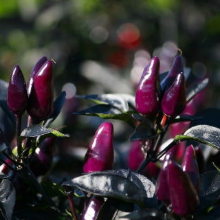 Papryka - Royal Black - typu Chili