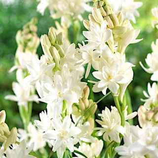 Tuberoza wonna - Polianthes tuberosa - 2 cebule