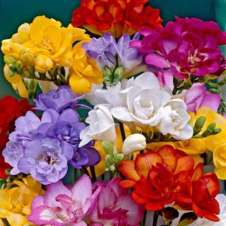 Freesia - Frezja pełna mix kolorów - 10 cebulek