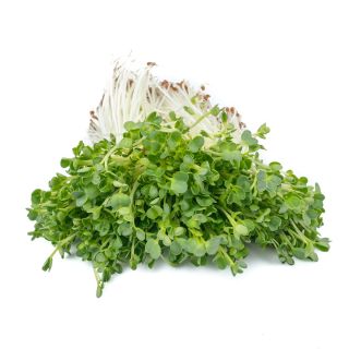BIO Nasiona na kiełki -  Rzodkiew Daikon - certyfikowane nasiona ekologiczne