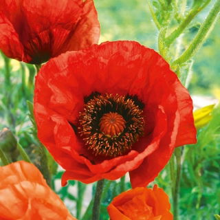 Mak wschodni Beauty of Liwer - czerwony, strzępiony