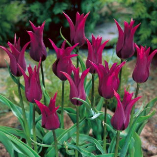 Tulipan Burgundy - 5 cebulek