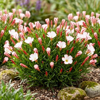 Oxalis - Szczawik Versicolor - 2 bulwy