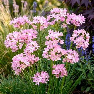 Czosnek różowy - Allium roseum - 20 cebulek