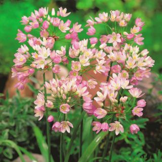 Czosnek różowy - duża paczka! - 200 szt.