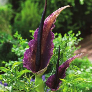 Dracunculus vulgaris - Smocza lilia - 1 cebula