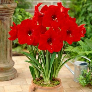 Hippeastrum, Amarylis, Zwartnica - Red Lion - 1 cebula
