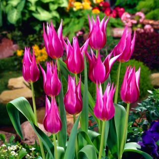 Tulipan liliokształtny Maytime - 5 cebulek