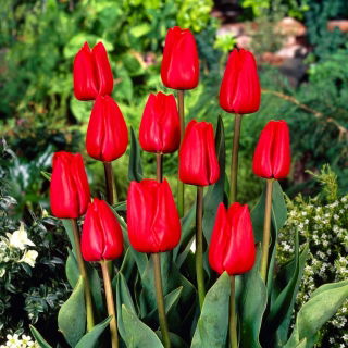 Tulipan Bastogne - 5 cebulek