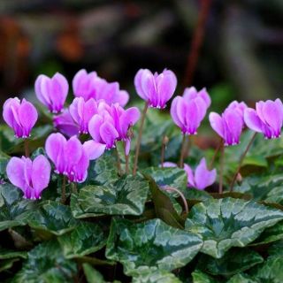 Cyklamen neapolitański - Cyclamen neapolitanum - 1 bulwa