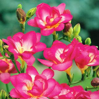 Frezja pełna o kwiatach różowych - Pink - 10 cebulek