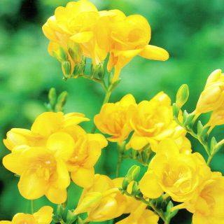 Frezja pełna o kwiatach żółtych - Yellow - 10 cebulek