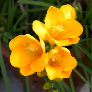 Frezja pojedyncza o kwiatach żółtych - Yellow  - 10 cebulek