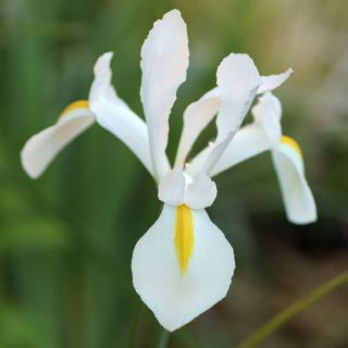 Irys holenderski White Excelsior - 10 cebulek