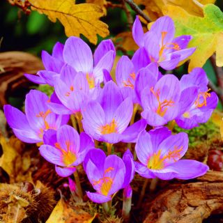 Krokus Jesienny Speciosus - 10 cebulek