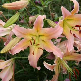Lilia drzewiasta - Elusive - cebula XL
