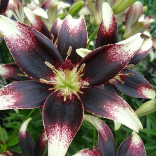 Lilia - Netty's Pride - 1 cebula
