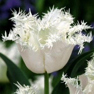 Tulipan Swan Wings - 5 cebulek