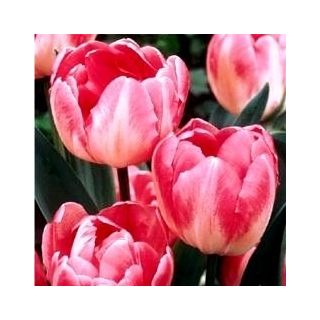 Tulipan Up Star - opak. 5 szt.