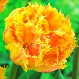 Tulipan pełny strzępiasty Esprite - 5 cebulek
